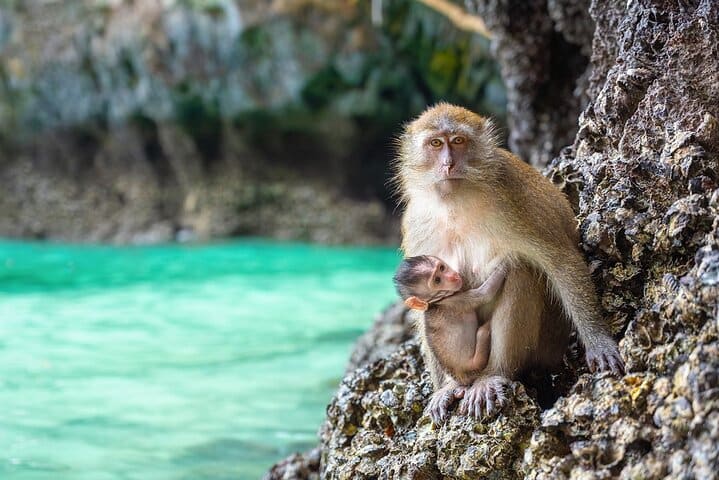 Phi Phi Island Day Trip from Krabi Snorkeling and Lunch Included — photograph 3