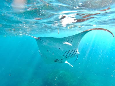 Snorkeling Manta Ray Safari in Nusa Penida — photograph 5