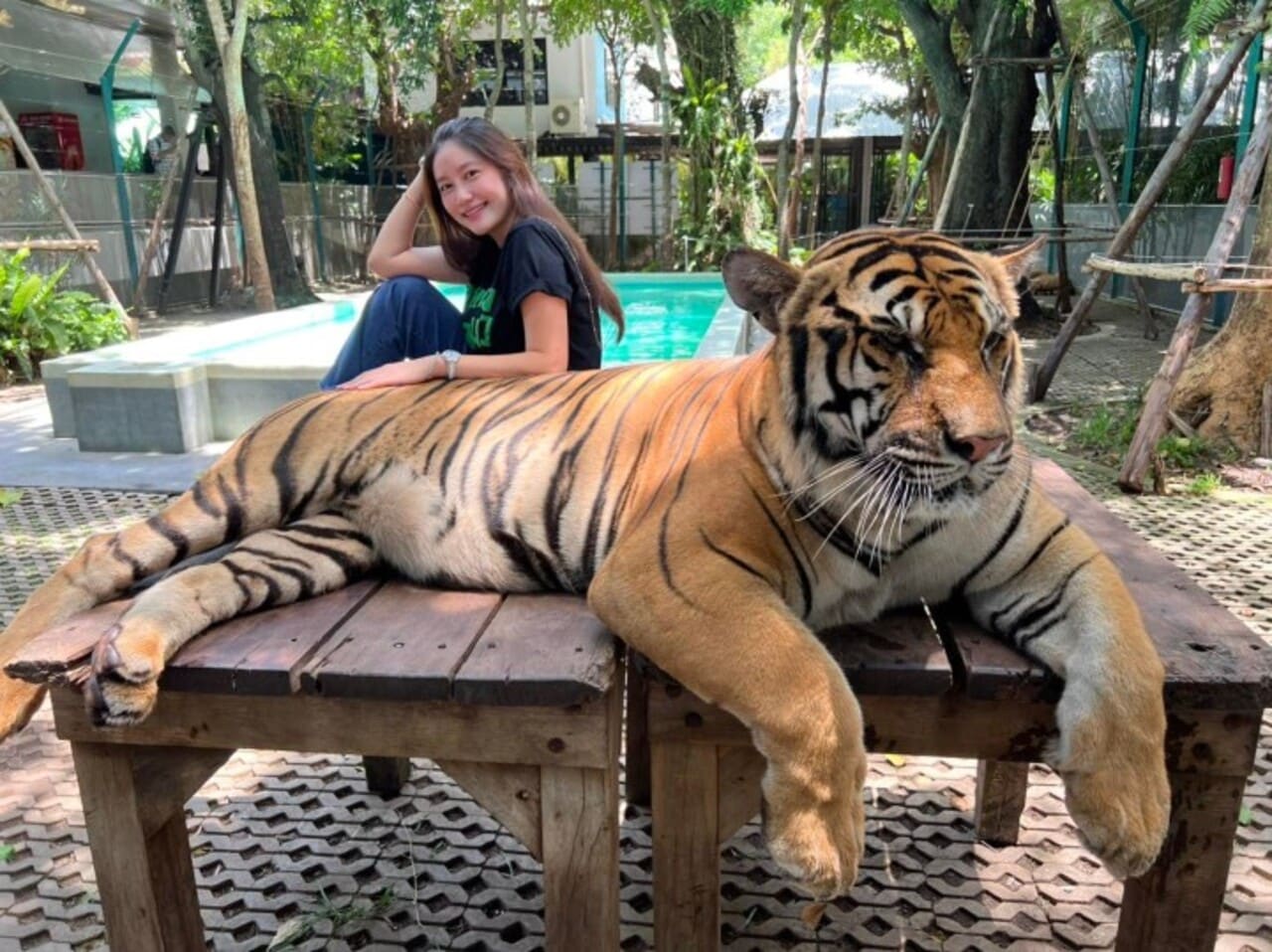 Pattaya Tiger Park Admission Ticket with a Walk Around the Park — photograph 2