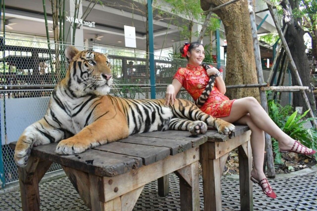 Pattaya Tiger Park Admission Ticket with a Walk Around the Park — photograph 5