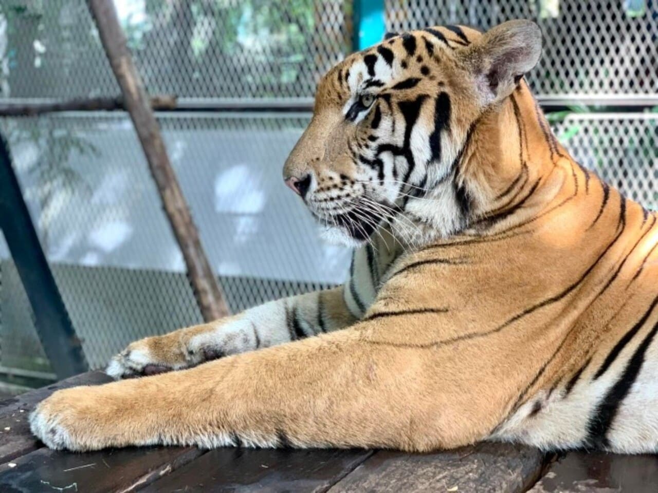 Pattaya Tiger Park Admission Ticket with a Walk Around the Park — photograph 4