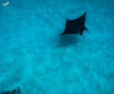 Snorkeling Manta Ray Safari in Nusa Penida — photograph 4